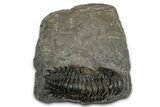 Detailed Crotalocephalina Trilobite - Atchana, Morocco #345023-2